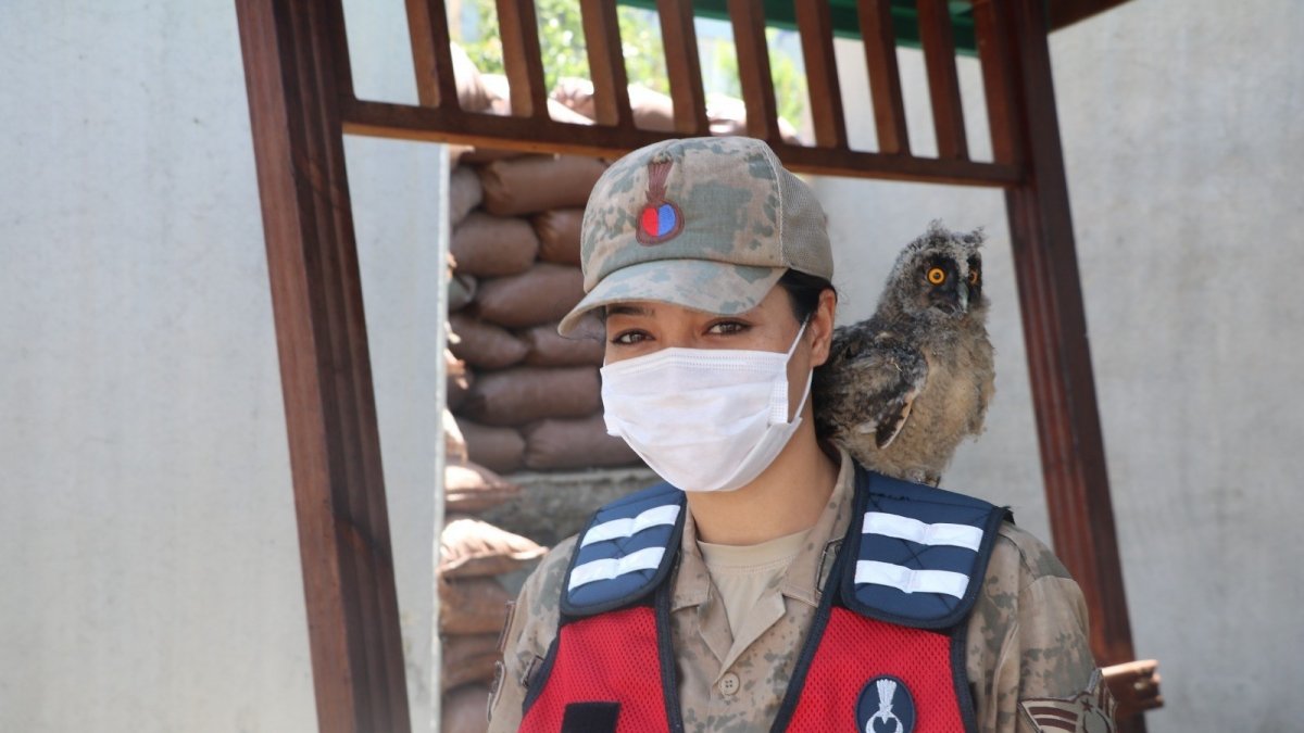 Jandarmadan yavru baykuşlara şevkat eli