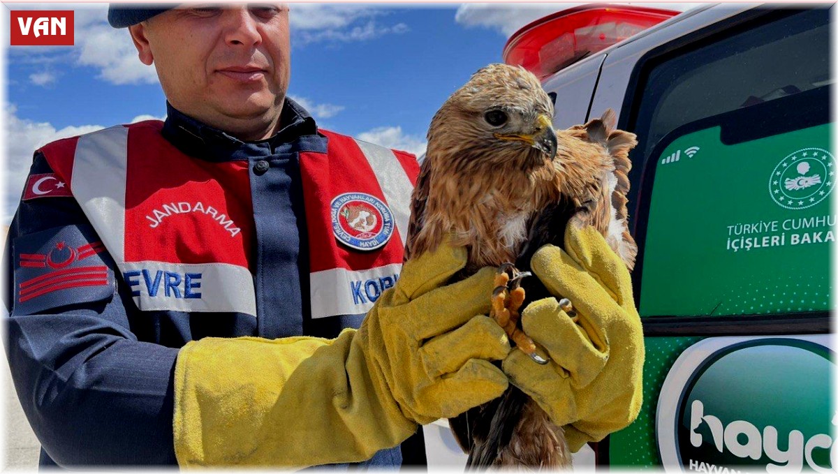 Jandarmanın bulduğu yaralı kaya kartalı tedavi altına alındı