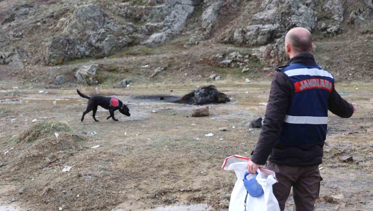 Jandarmanın iz takip köpeği "Salkım" kayıp şahıs için sahada