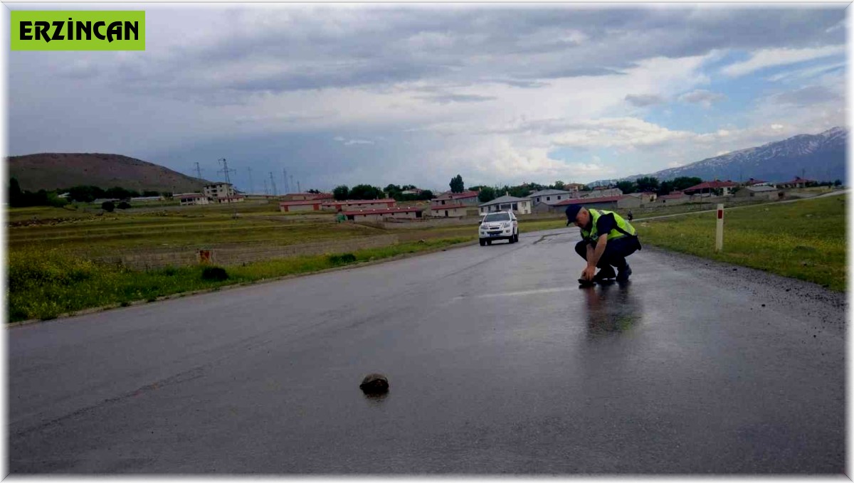 Jandarmanın kaplumbağa duyarlılığı