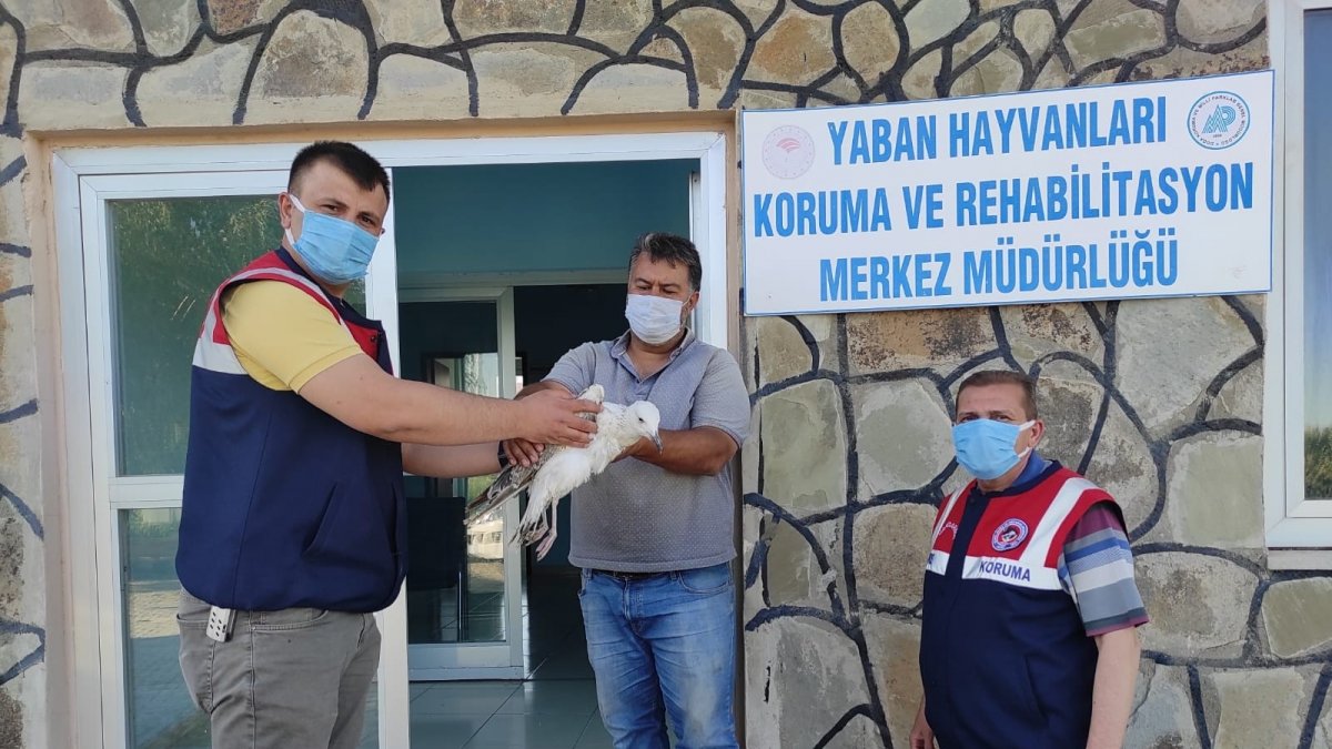 Jandarmanın yaralı bulduğu kuşlar tedavi altına alındı
