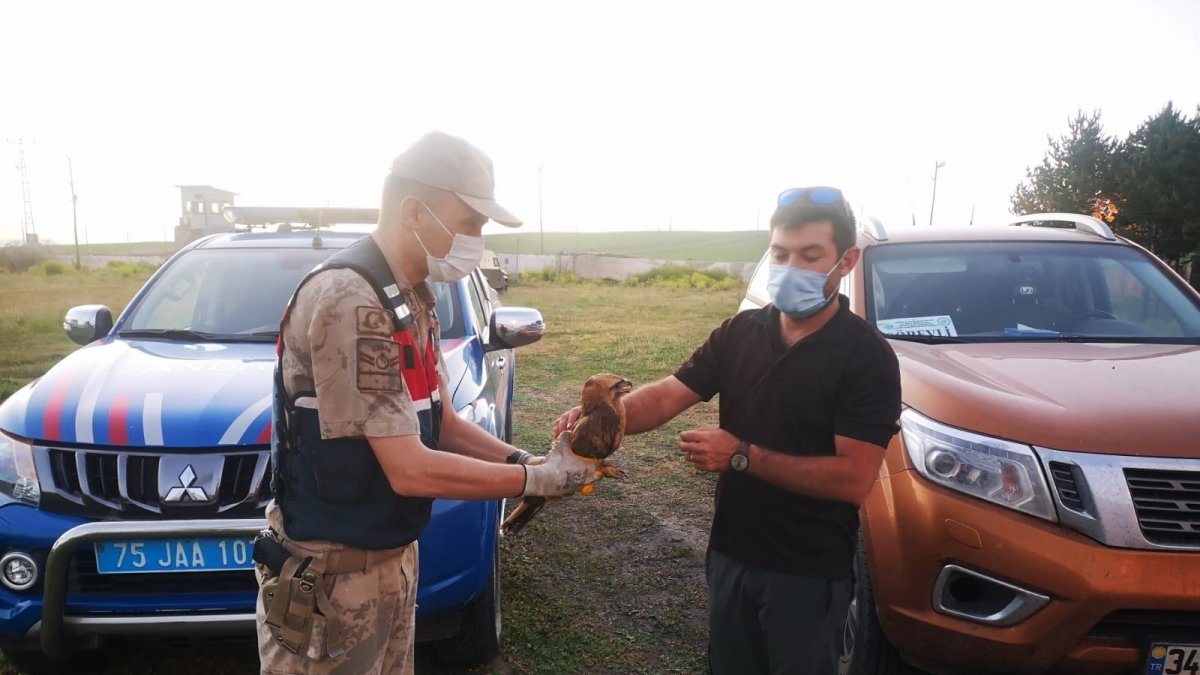 Jandarmanın yaralı halde bulduğu Bozkır Kartalı tedavi altına alındı