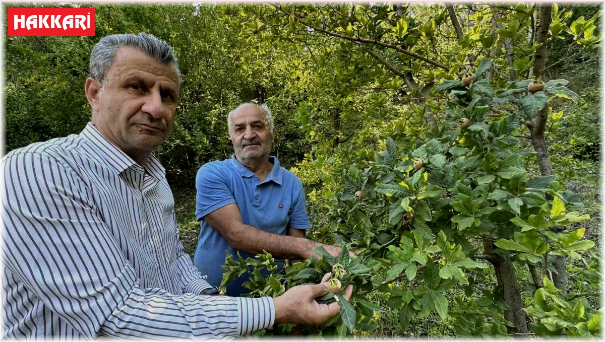 Japonya'nın muşmula meyvesi Yüksekova'da yetişti
