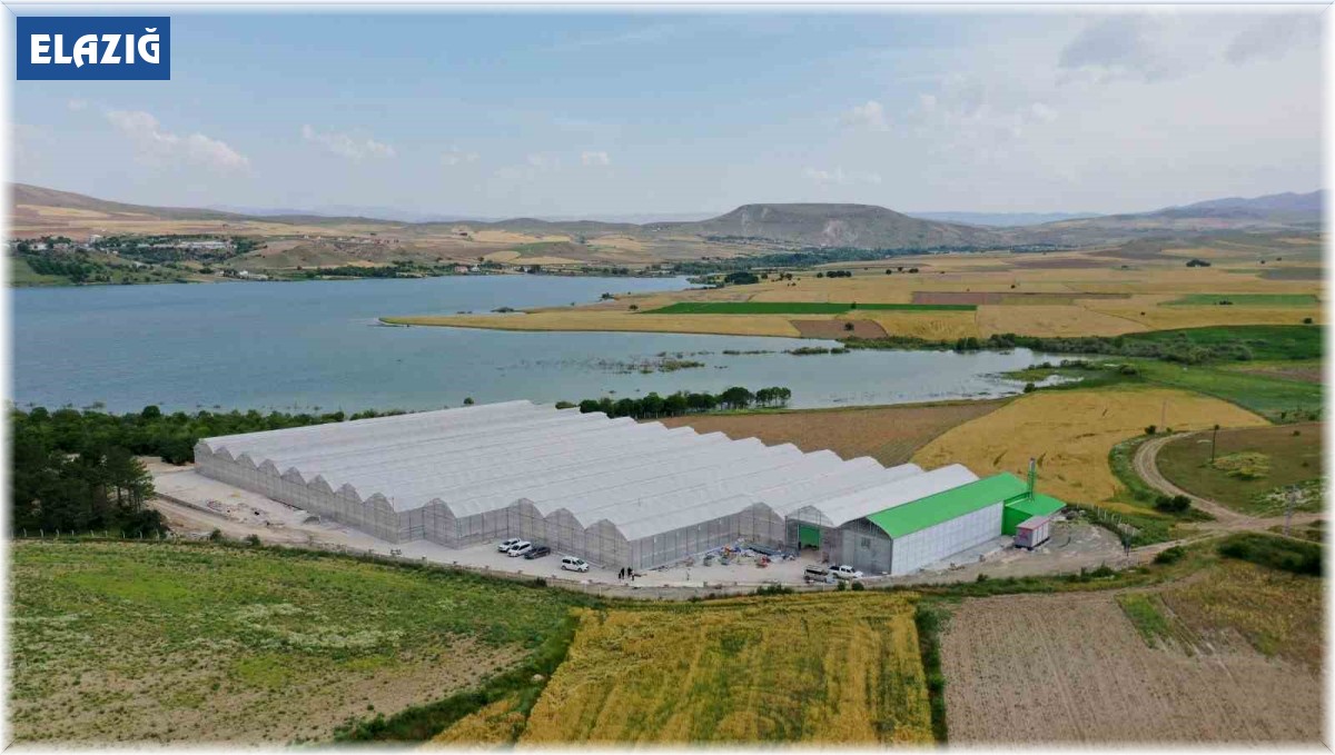 Jeotermal serada 'topraksız tarım' başladı: Yaz kış üretim olacak