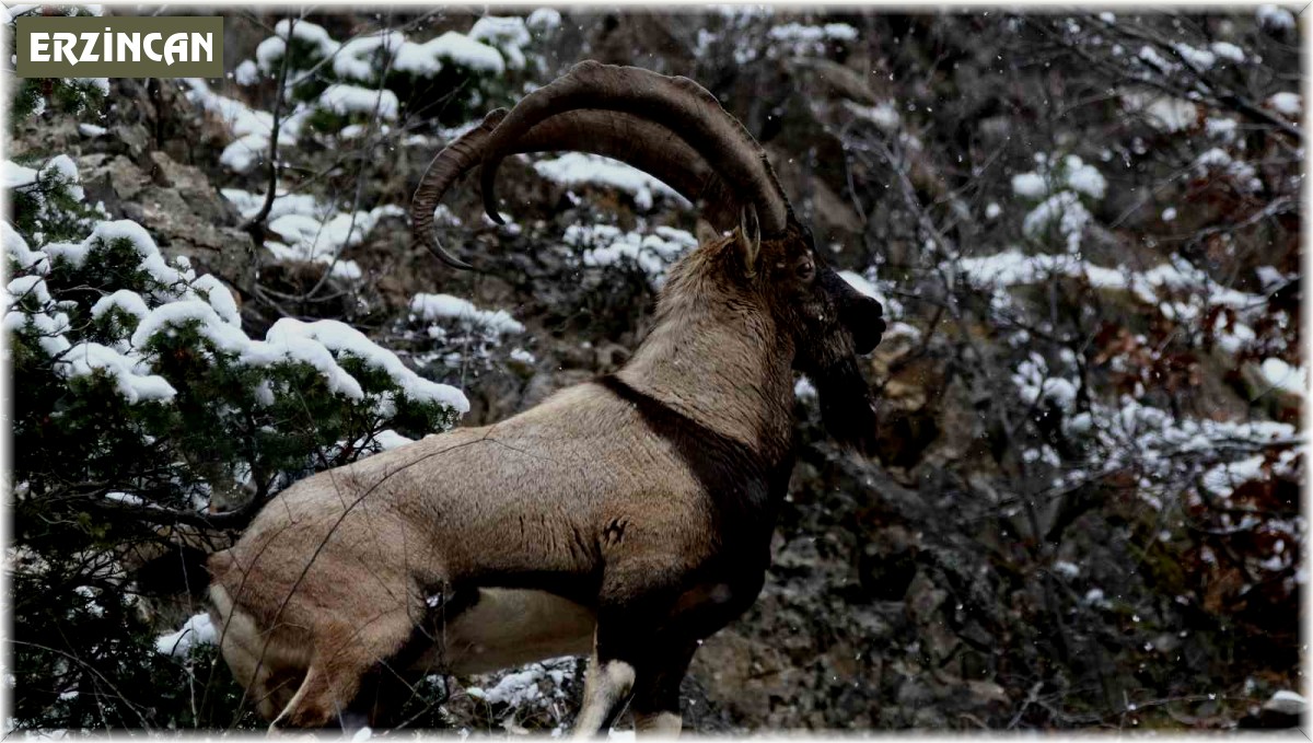 Kaçak dağ keçisi avlayan avcıya 255 bin 211 TL ceza
