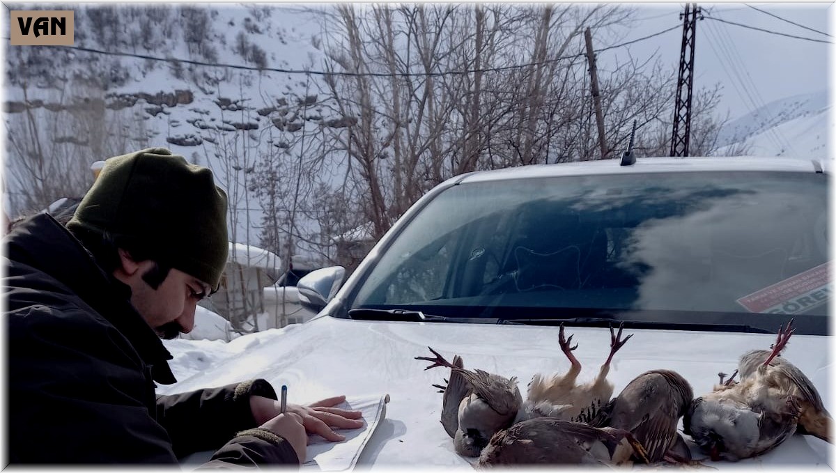 Kaçak keklik avcıları Van DKMP ekiplerine yakalandı