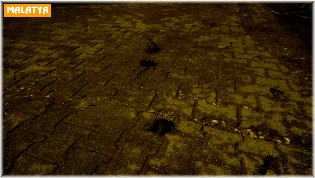 Kadınların saç baş yolduran kavgasında bıçaklanan polis memuru yaralandı