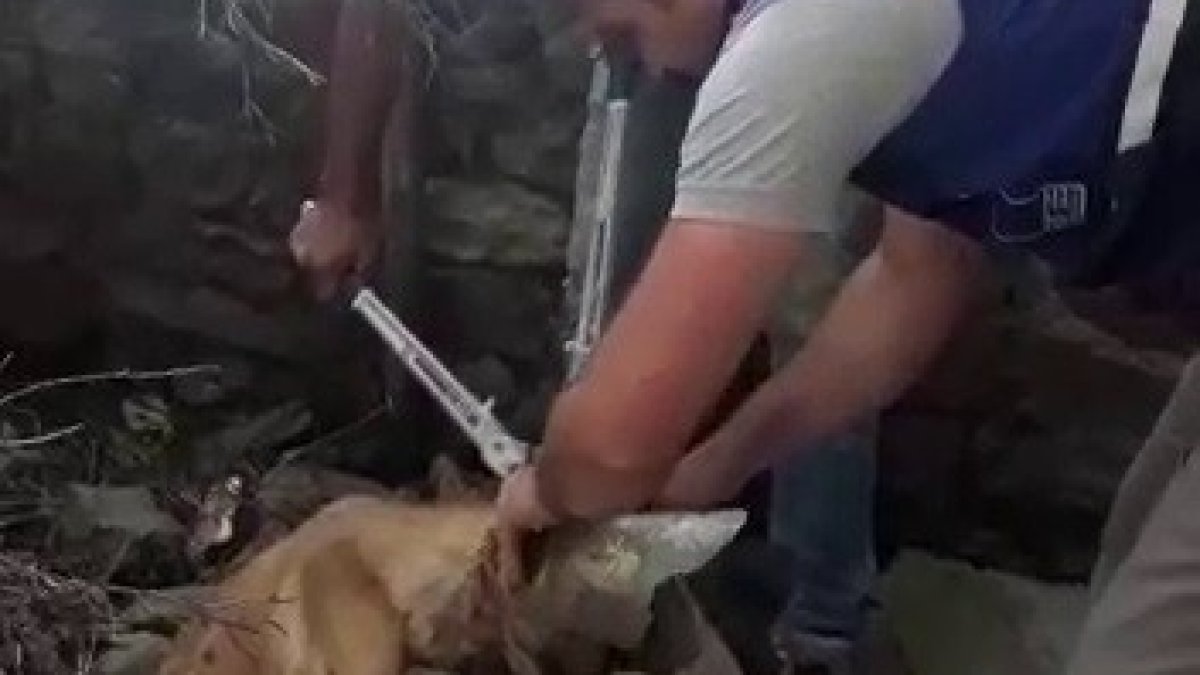 Kafası şişeye sıkışan köpeği Aras Elektrik ekipleri kurtardı