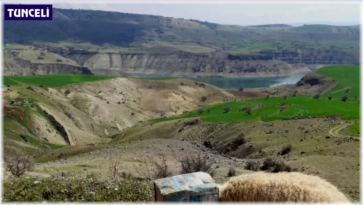 Kafası tenekeye sıkışan koyunu tamirci kurtardı