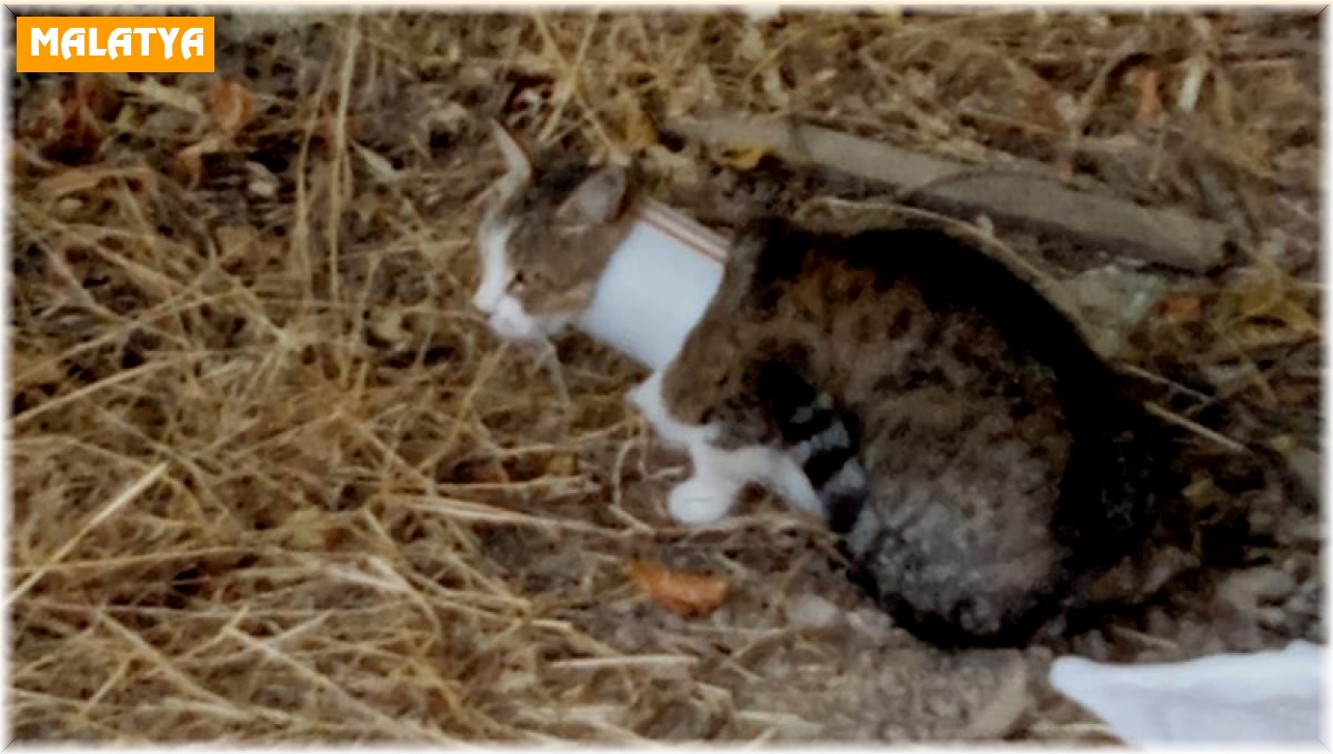 Kafasını plastik boruya sıkıştıran kediyi itfaiye kurtardı