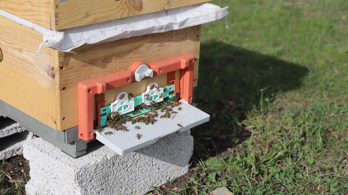 Kafkas arıları tehdit altında