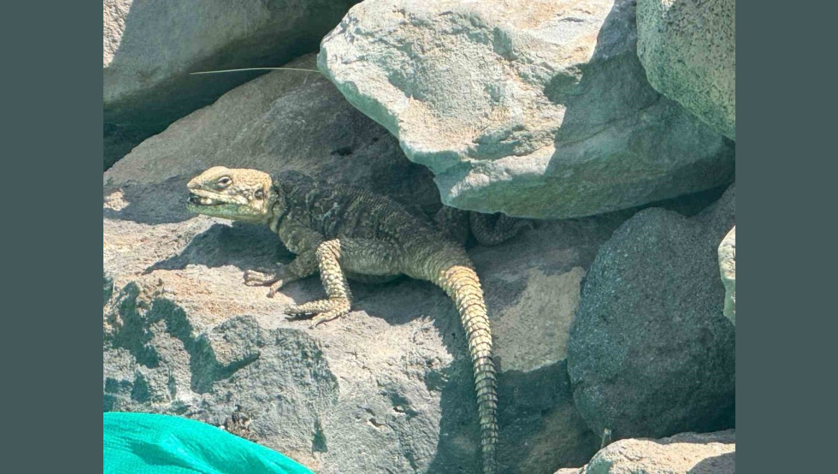 Kafkas keleri Ağrı Dağı eteklerinde beslenirken görüntülendi
