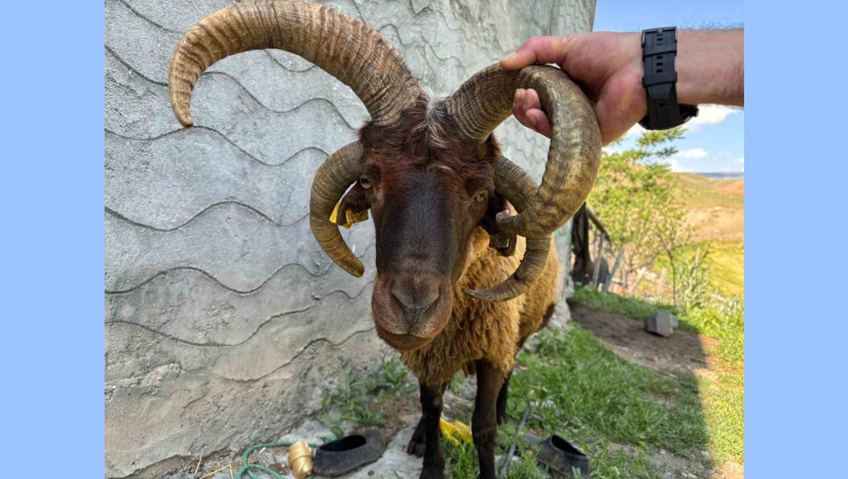 Kağızman'da 4 boynuzlu koç ilgi odağı oldu