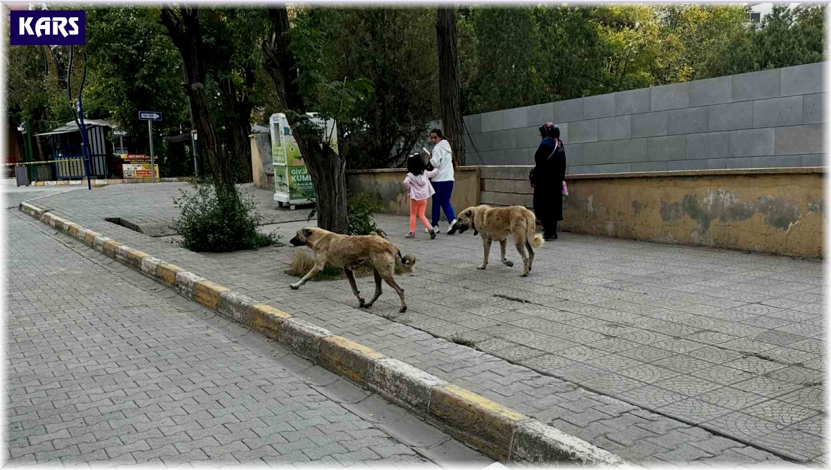 Kağızman'da başıboş köpekler tehlike saçıyor