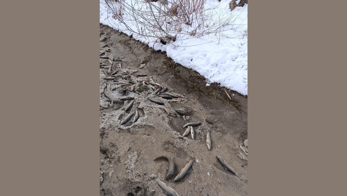 Kağızman'da binlerce balık telef oldu