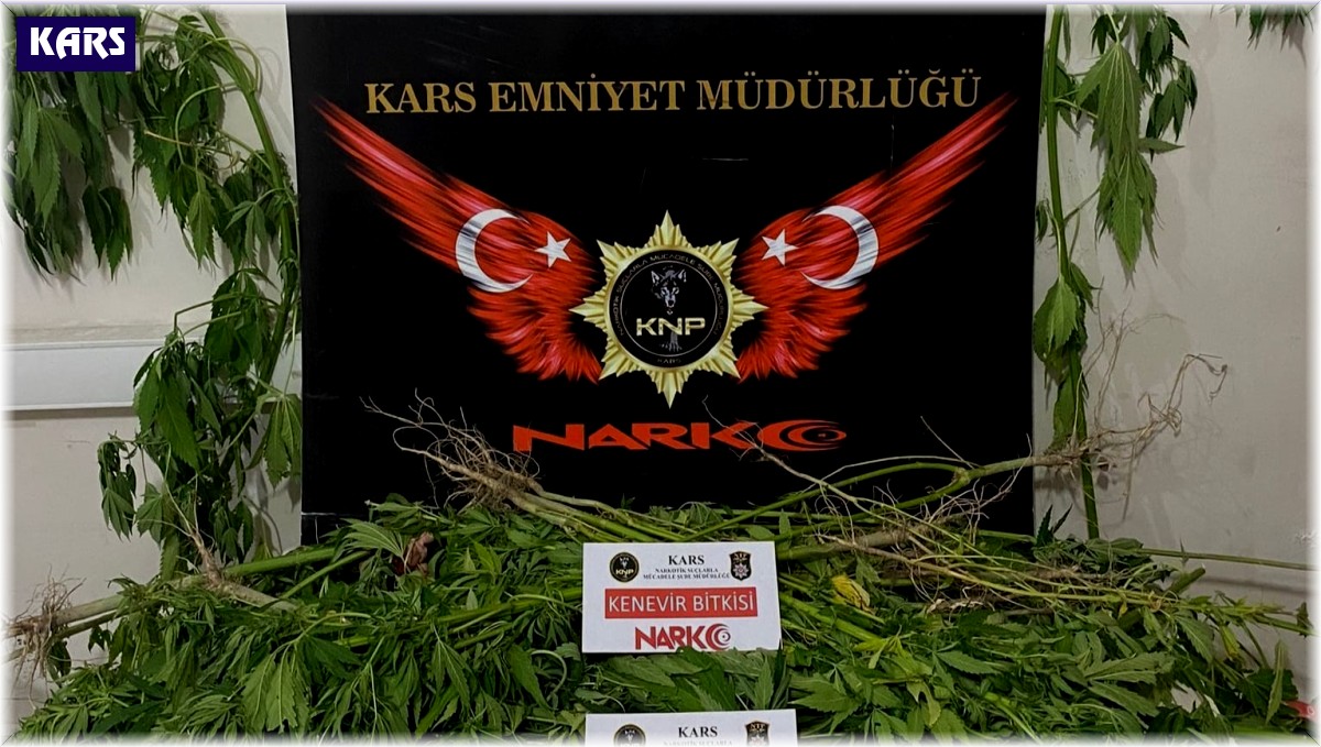 Kağızman'da esrar ve hint keneviri ele geçirildi