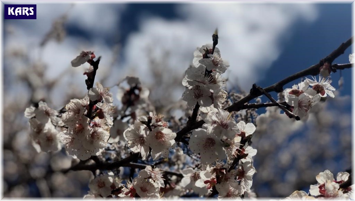 Kağızman'da kayısı ağaçları çiçek açtı