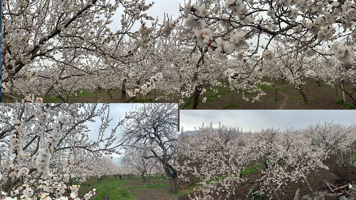 Kağızman'da kayısı bahçeleri beyaza büründü, verimli sezon beklentisi güçlendi