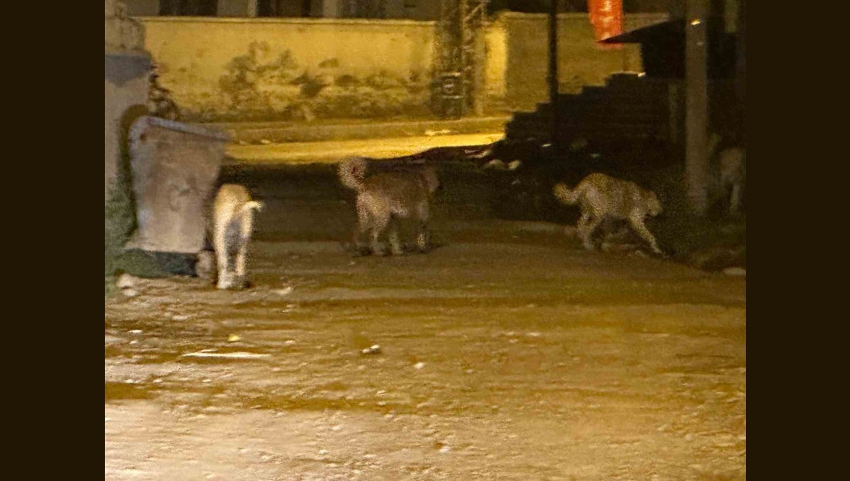 Kağızman'da sokak köpekleri tehlike saçıyor: Vatandaşlar ve veliler tedirgin