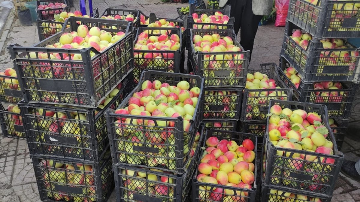 Kağızman'ın tescilli uzun elmasında hasat başladı