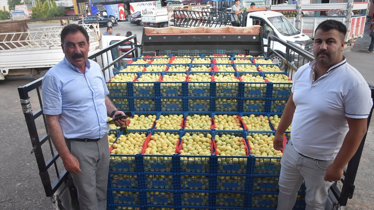 Kağızman kayısısında rekolte beklentisi 18 bin ton