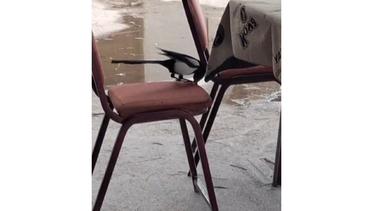 Kahvede oyun değil, saksağanın zekâsı izleniyor