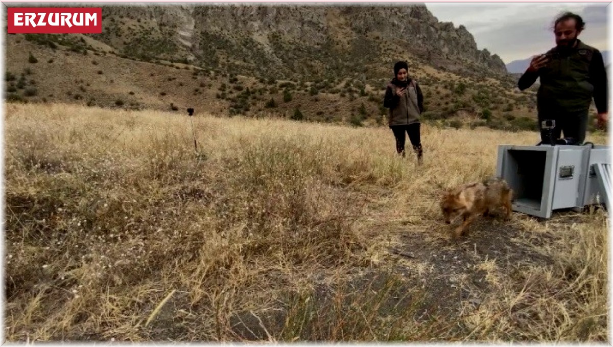 Kalçası kırılan çakal tedavi edilerek doğaya bırakıldı