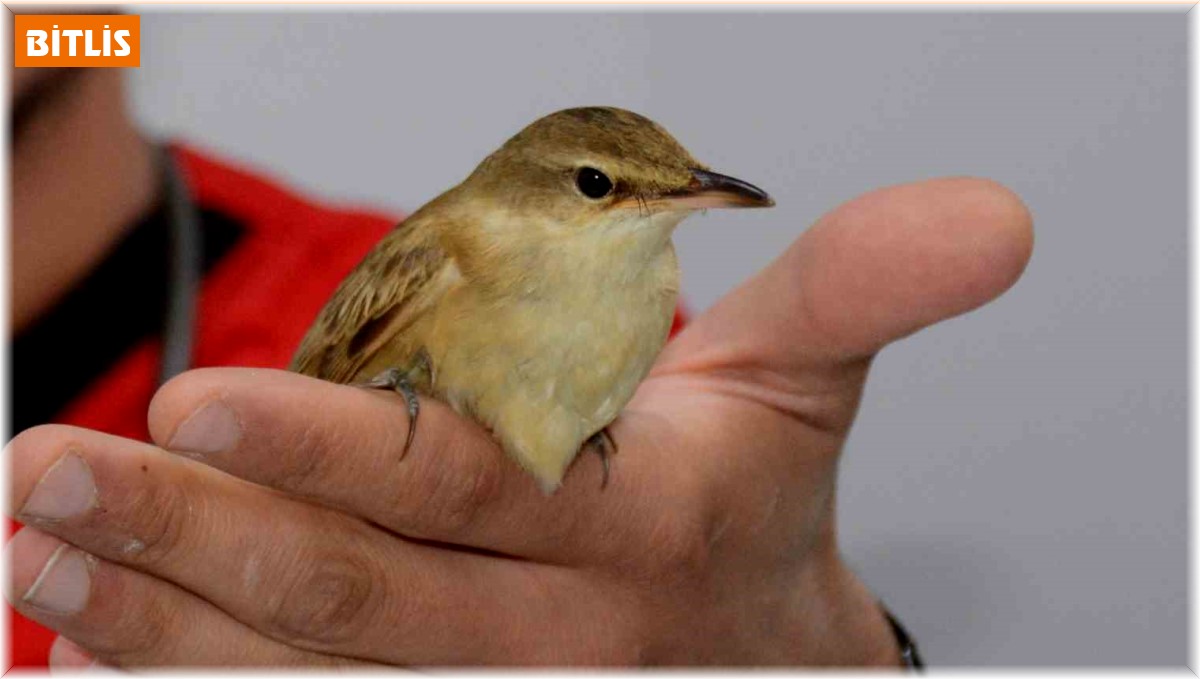 Kalp masajı yapılarak hayata döndürülen kuş tedavi altına alındı