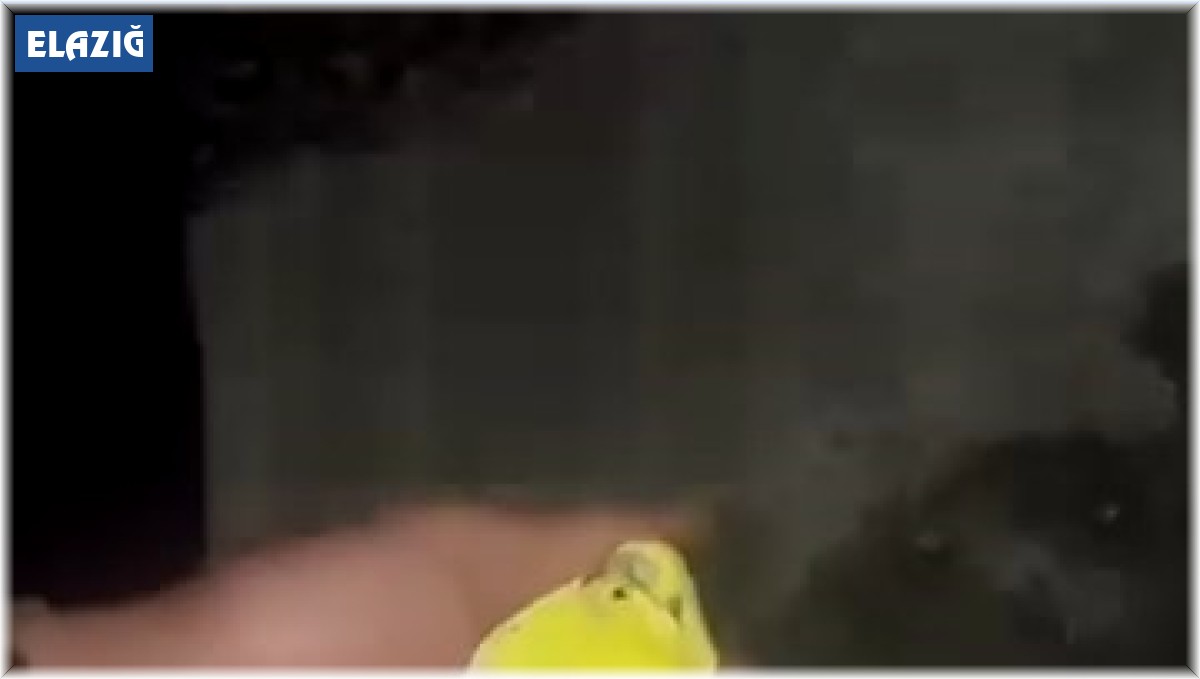 Kalp masajı yapıp Fatiha okudular, kuşu hayatta tutmayı başardılar