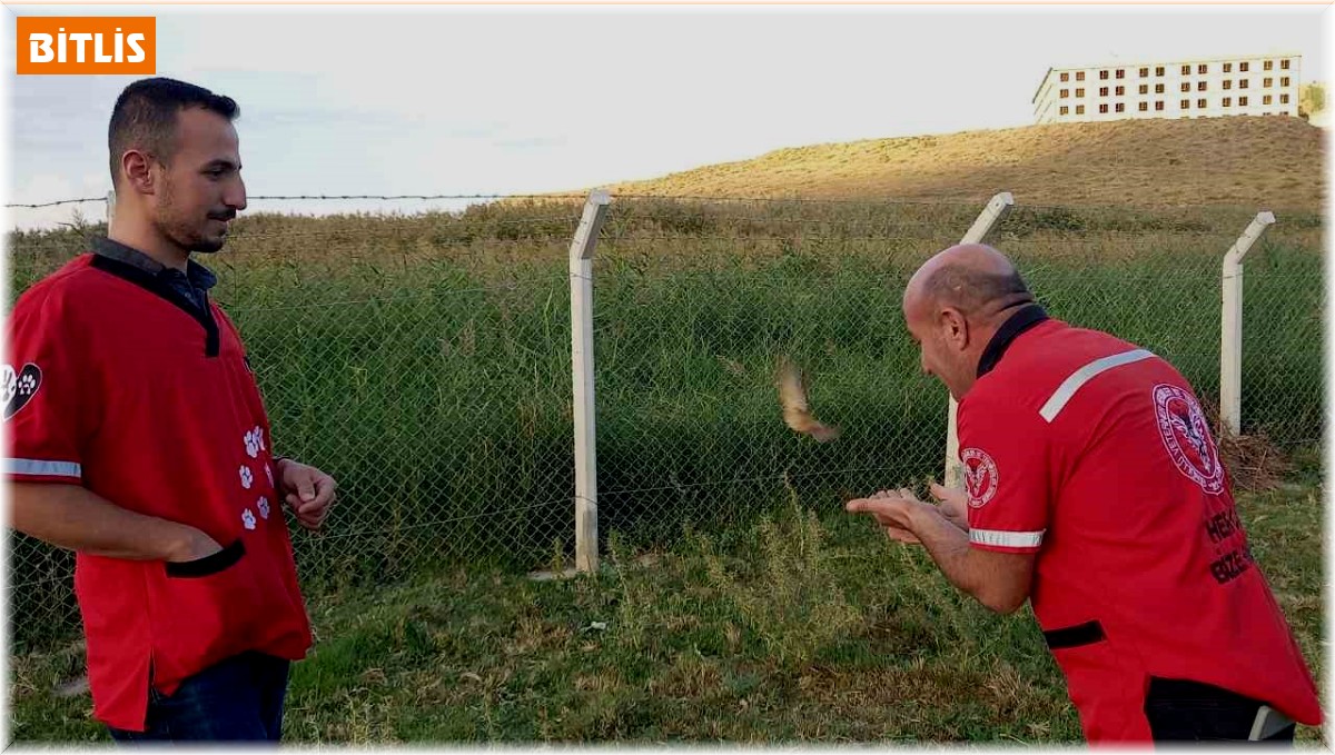 Kalp masajıyla hayata döndürülen minik kuş yeniden özgürlüğüne kavuştu