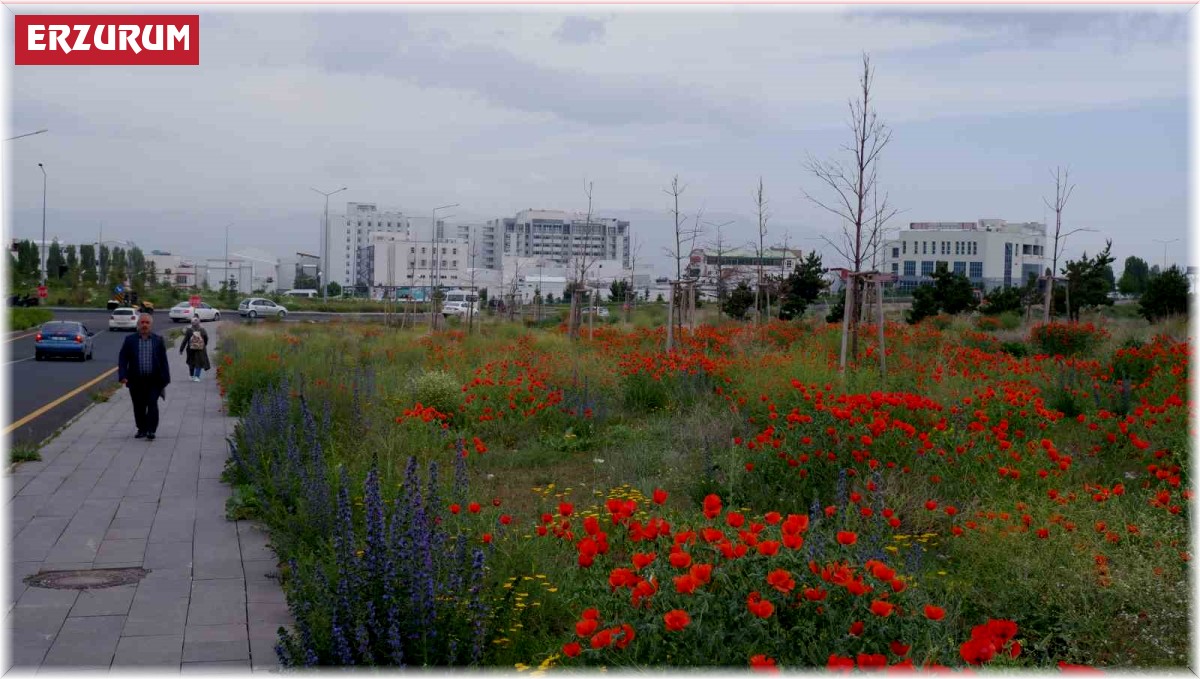 Kampüste gelincik şöleni