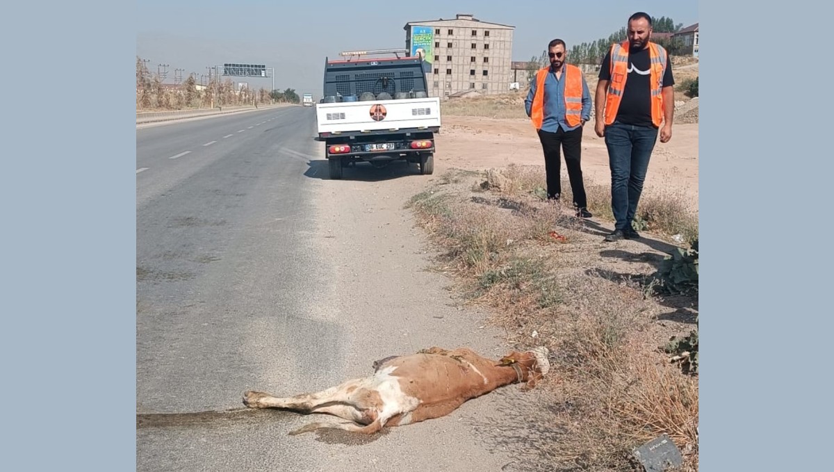 Kamyonetin çarptığı buzağı telef oldu