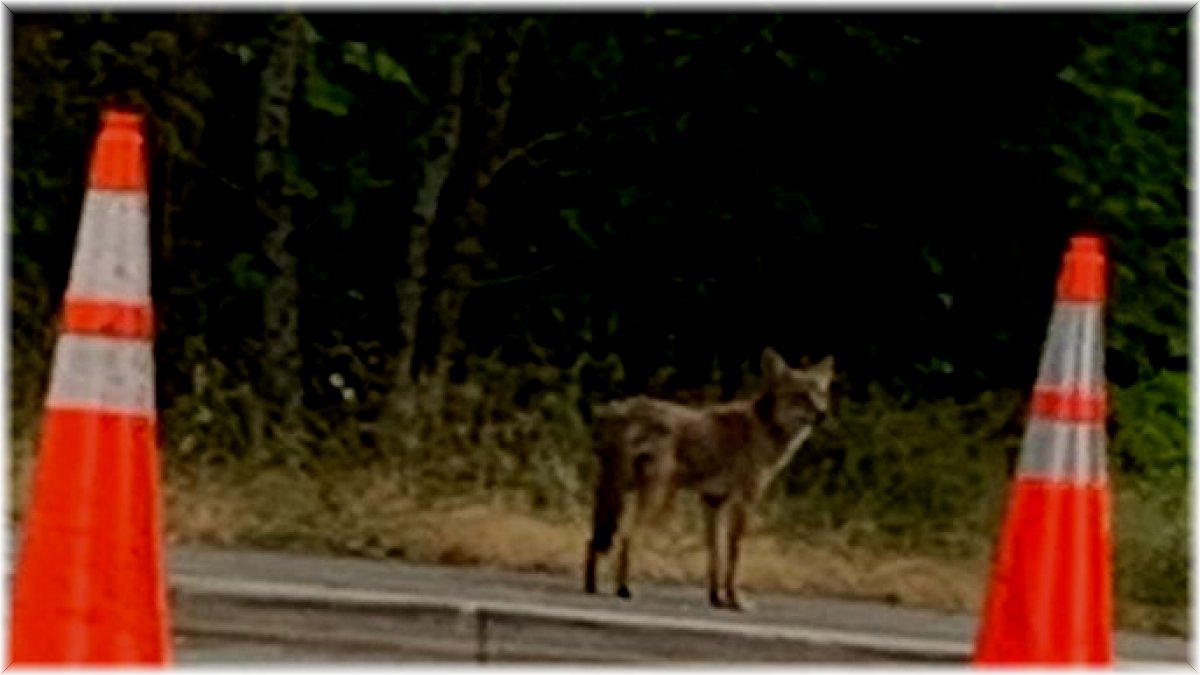 Kanada'da çakal saldırıları parkı kapattırdı
