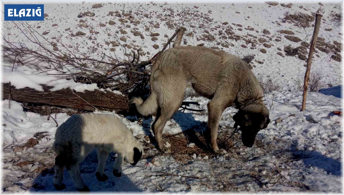 Kangal köpeği kuzunun süt annesi oldu