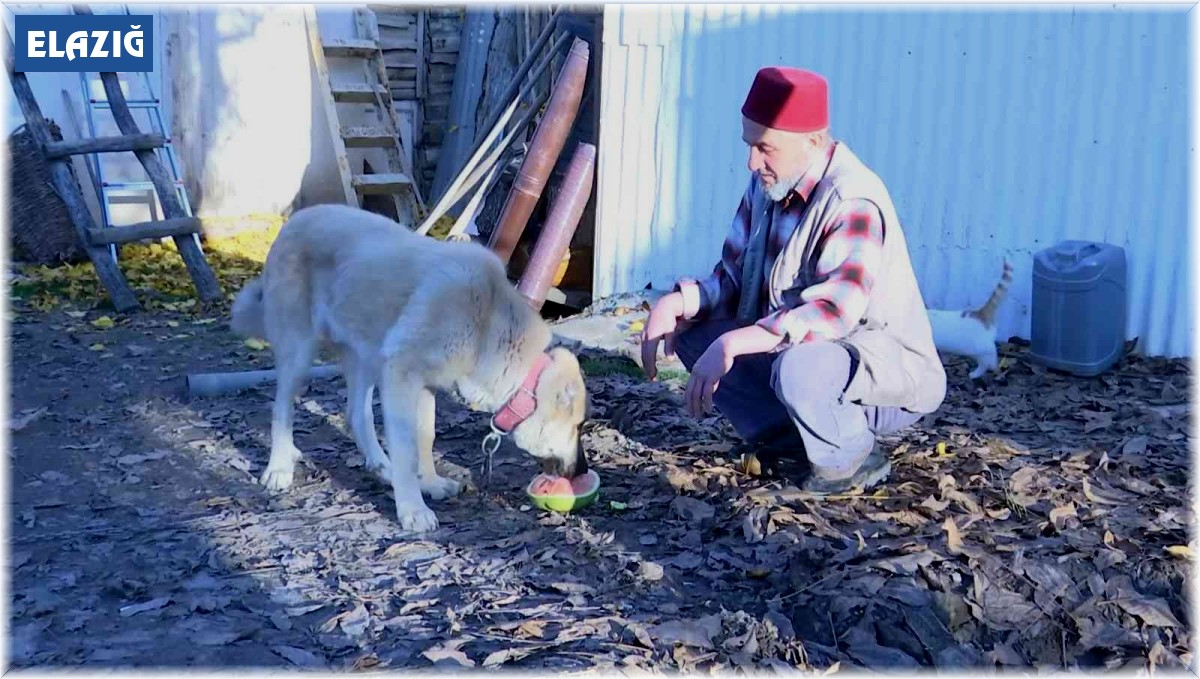 Kangal köpeğinin et yerine sebze yediğini gören Elazığlının şiveli tepkisi güldürdü