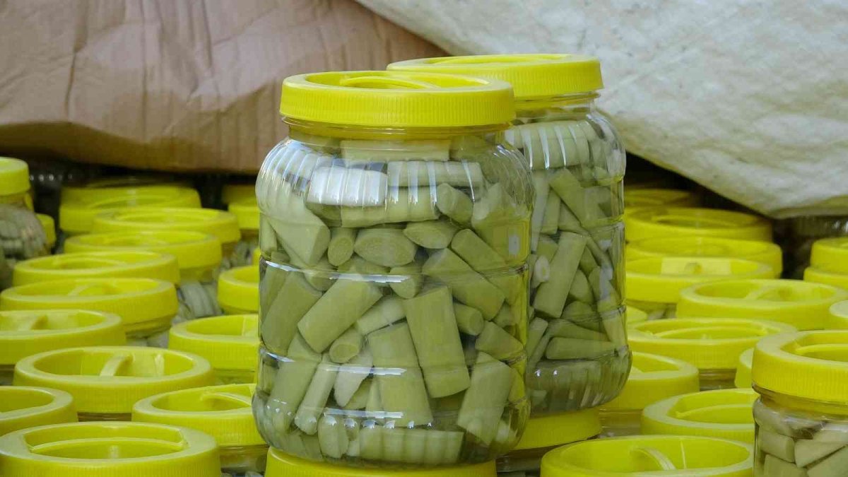 Kanser hastalığına iyi geldiği tespit edilen uçkun bitkisinin turşusu yapıldı