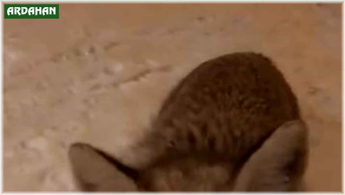 Kapısına kadar gelen tilkiyi elleriyle besledi