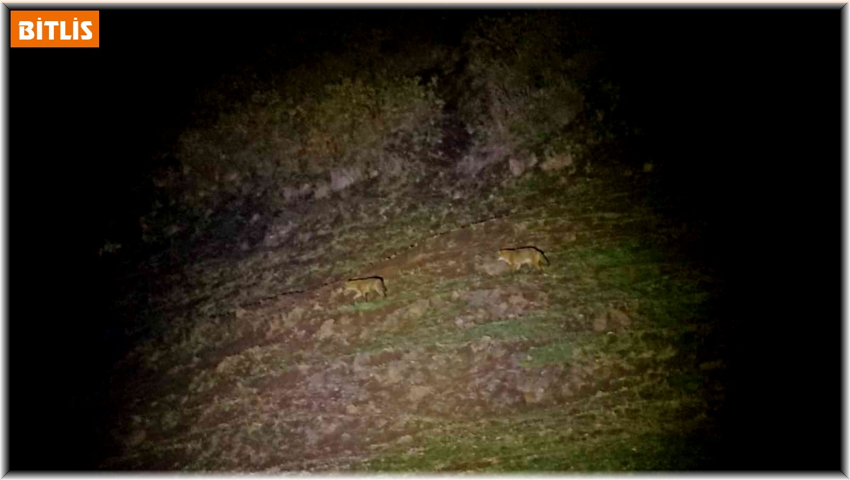 Kaplıca keyfine kurt sürüsü molası