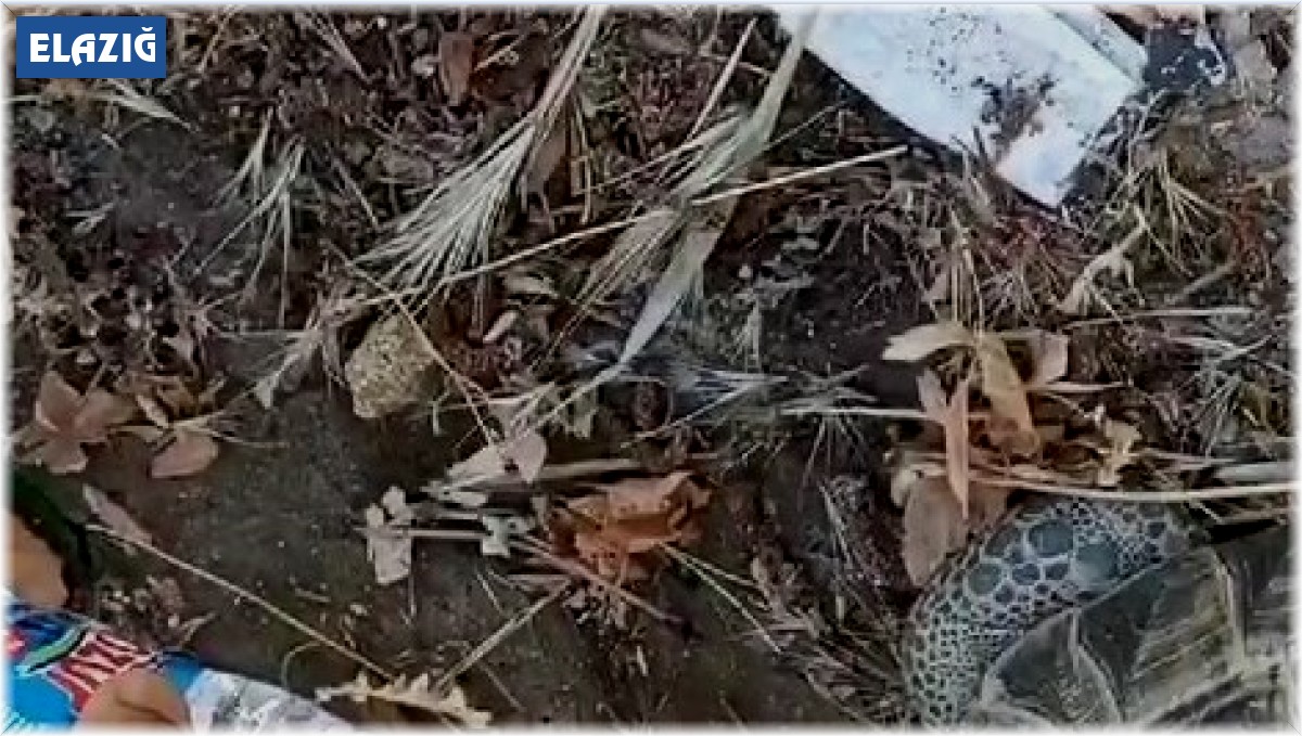 Kaplumbağa kendisine uzatılan şişeden kana kana su içti