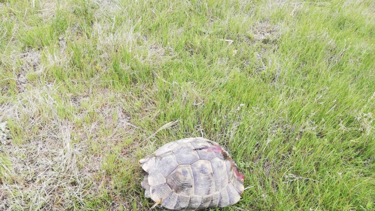 Kaplumbağayı sert cisimle vurup yaraladılar