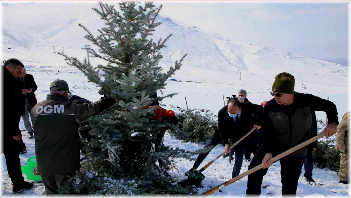 Kar altında binlerce fidanı toprakla buluşturdular