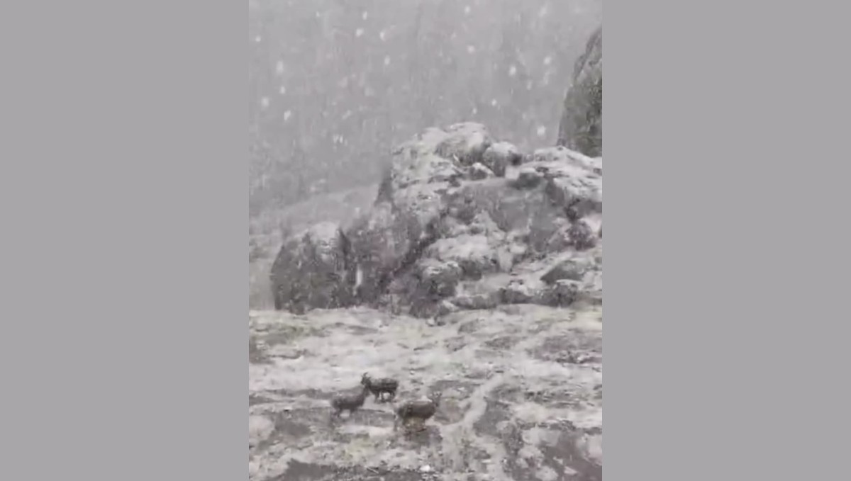 Kar altında yiyecek aradılar