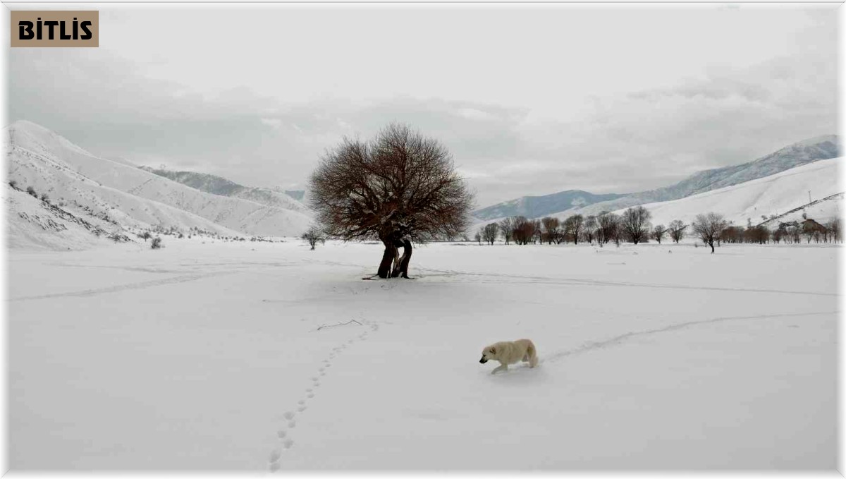 Kar şaşkınlığı yaşayan köpeğin sevimli halleri
