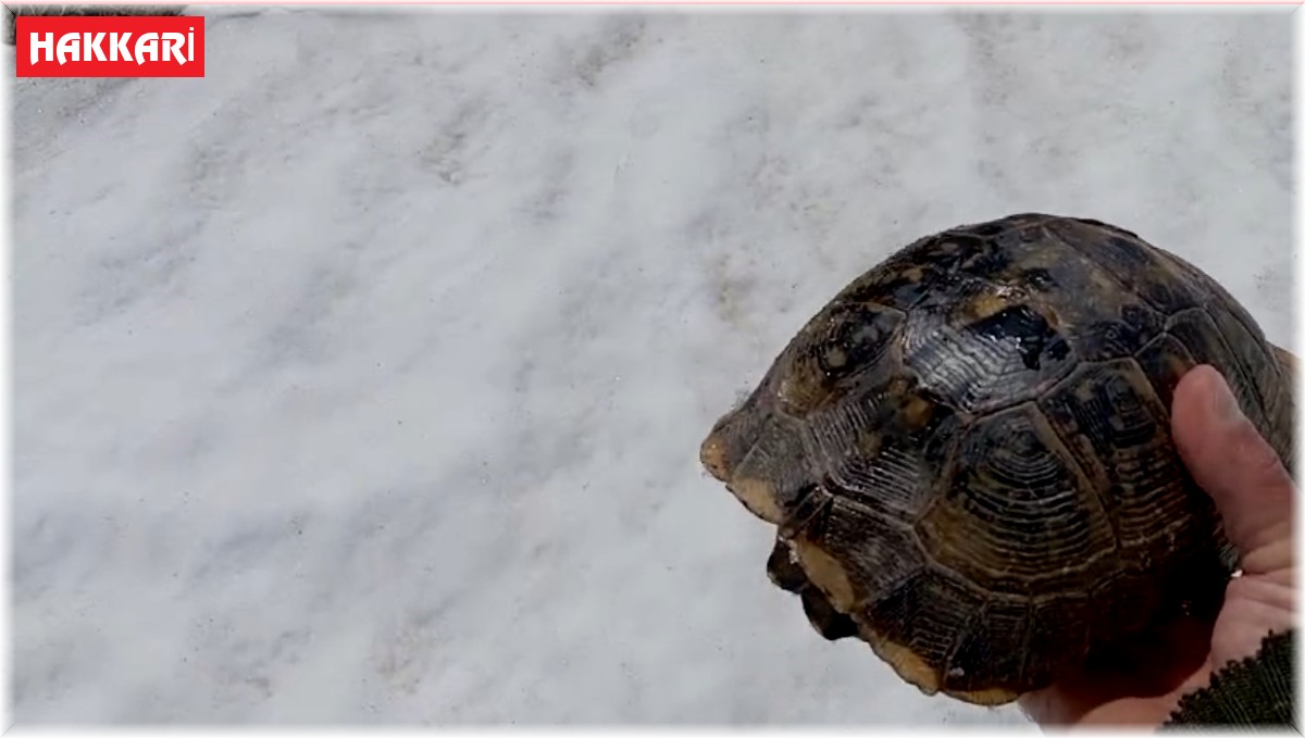 Kar üstünde sırt üstü mahsur kalan kaplumbağayı kurtardı