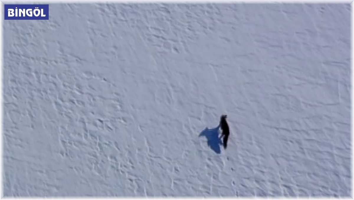 Kar üstünde yiyecek arayan tilki, dron ile görüntülendi