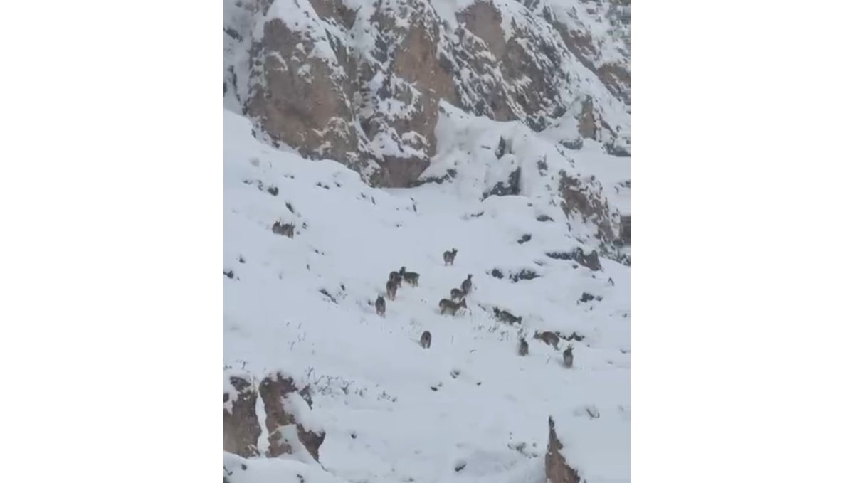 Kar üzerinde otlanan dağ keçileri sürü halinde görüntülendi