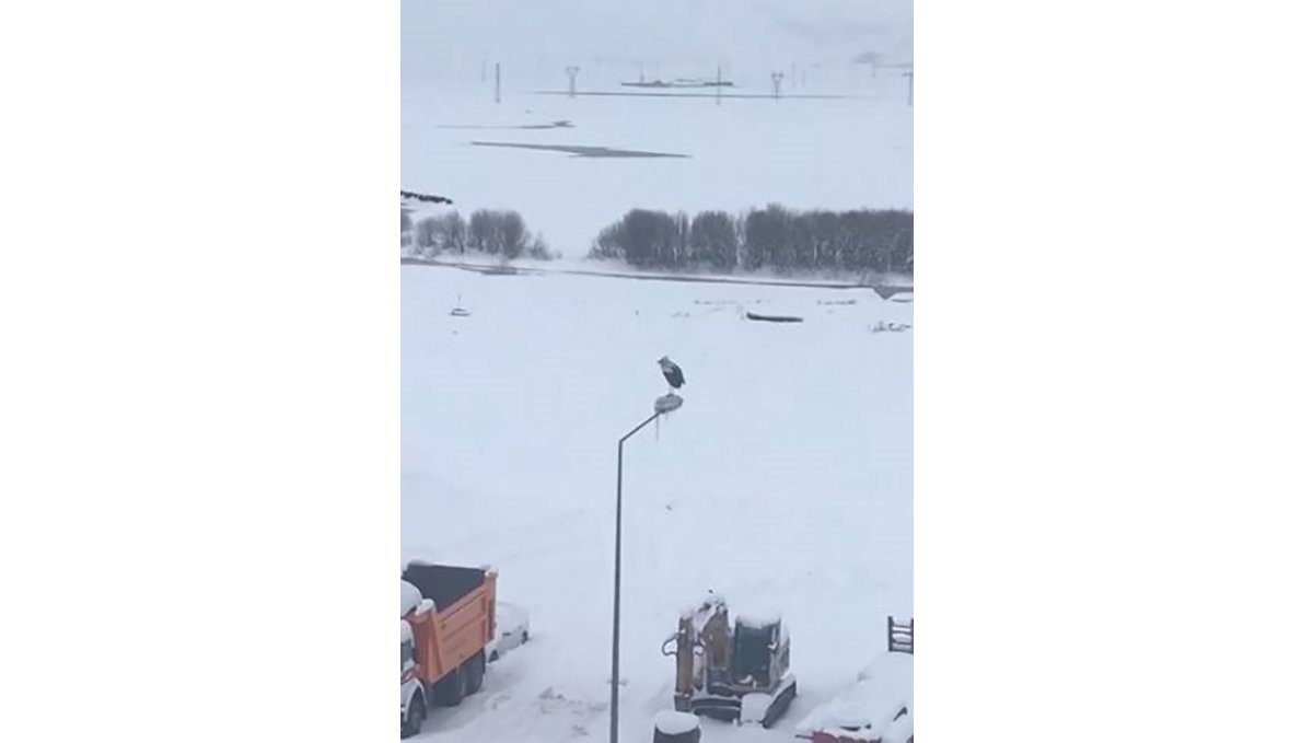 Kar ve soğuğa rağmen elektrik direğinde ayakta duran Leylek dikkat çekti