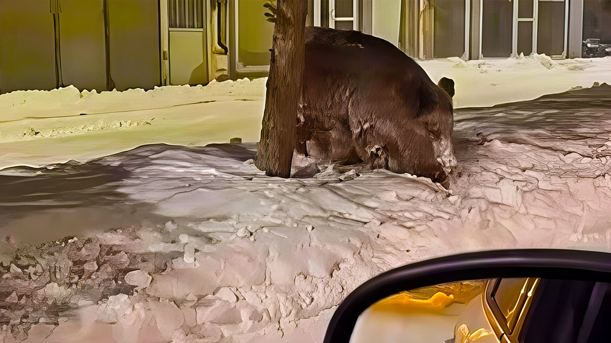 Kar ve soğuk etkisi: Yaban domuzları Patnos ilçe merkezine indi