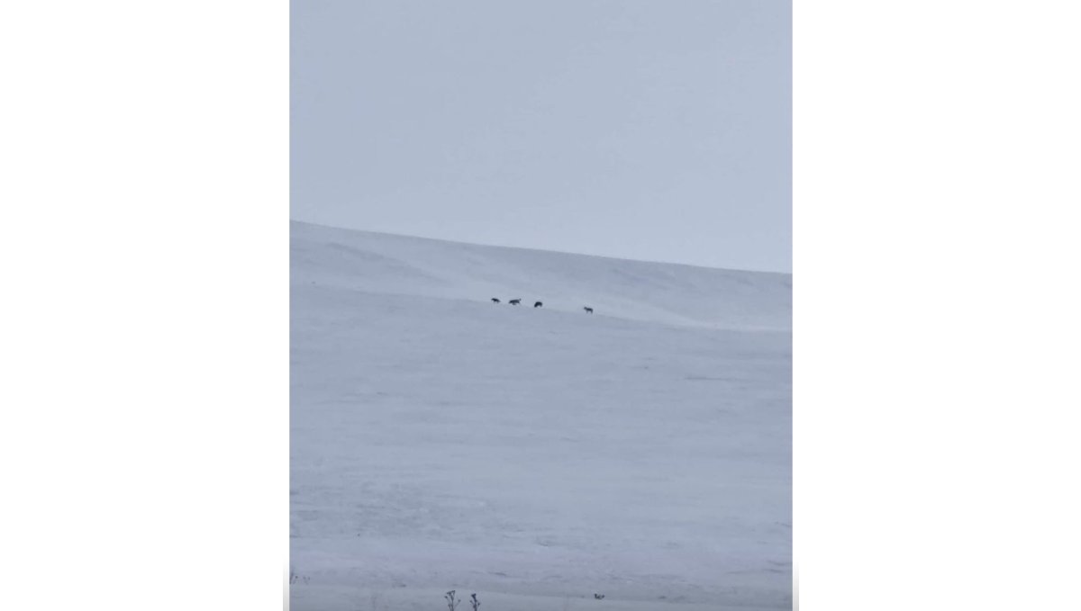 Kar yağışı Diyadin’de yaban hayatını yerleşimlere indirdi: Kurt sürüsü görüntülendi