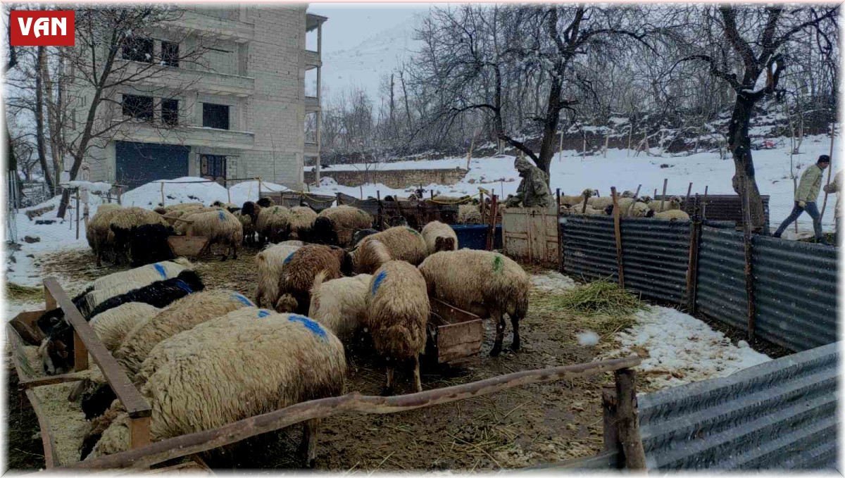 Kar yağışı hayvan yetiştiricilerini olumsuz etkiledi
